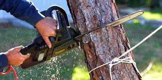 How Our Tree Care Process Works  in  Lincoln Beach, OR