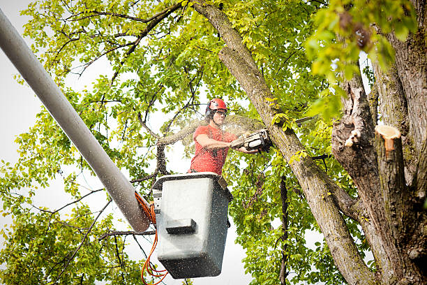 Reliable Lincoln Beach, OR Tree Services Solutions